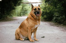 DIEGA, Hund, Malinois-Mix in Bulgarien - Bild 11