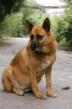 DIEGA, Hund, Malinois-Mix in Bulgarien - Bild 12