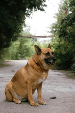 DIEGA, Hund, Malinois-Mix in Bulgarien - Bild 13