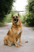 DIEGA, Hund, Malinois-Mix in Bulgarien - Bild 14