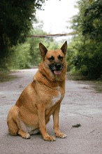 DIEGA, Hund, Malinois-Mix in Bulgarien - Bild 15