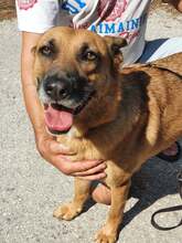 DIEGA, Hund, Malinois-Mix in Bulgarien - Bild 4