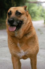 DIEGA, Hund, Malinois-Mix in Bulgarien - Bild 7