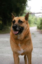 DIEGA, Hund, Malinois-Mix in Bulgarien - Bild 8