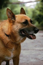 DIEGA, Hund, Malinois-Mix in Bulgarien - Bild 9