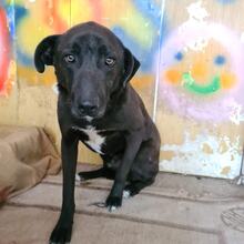 BLACKY, Hund, Mischlingshund in Bulgarien