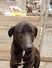 BLACKY, Hund, Mischlingshund in Unzenberg - Bild 1