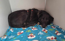 BLACKY, Hund, Mischlingshund in Unzenberg - Bild 10