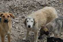 SOLEA, Hund, Mischlingshund in Rumänien - Bild 3