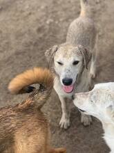 BINGO, Hund, Mischlingshund in Rumänien - Bild 11