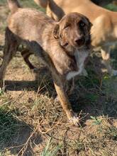 CERA, Hund, Mischlingshund in Rumänien - Bild 16