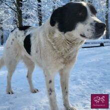 AURA, Hund, Mischlingshund in Rumänien - Bild 1