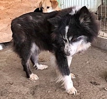 SPEEDY, Hund, Mischlingshund in Bonndorf - Bild 5