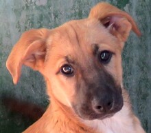 SOOKIE, Hund, Mischlingshund in Zypern