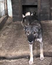 DARKY, Hund, Mischlingshund in Rumänien - Bild 4