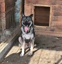 DARKY, Hund, Mischlingshund in Rumänien - Bild 6