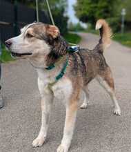 AKANI, Hund, Mischlingshund in Bottrop - Bild 10