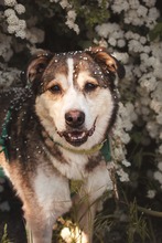 AKANI, Hund, Mischlingshund in Bottrop - Bild 11