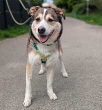 AKANI, Hund, Mischlingshund in Bottrop - Bild 8