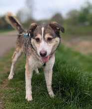AKANI, Hund, Mischlingshund in Bottrop - Bild 9