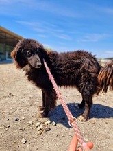 SHERLOCK, Hund, Mischlingshund in Rumänien - Bild 4