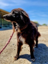 SHERLOCK, Hund, Mischlingshund in Rumänien - Bild 5