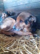 CORCKY, Hund, Mischlingshund in Rumänien - Bild 4