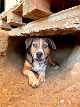 MILO, Hund, Mischlingshund in Griechenland - Bild 1