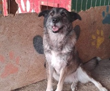 MILA, Hund, Bouvier des Ardennes-Mix in Rumänien - Bild 1