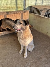 SANTO, Hund, Rafeiro do Alentejo-Mix in Rumänien - Bild 11