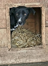 SINA, Hund, Mischlingshund in Rumänien - Bild 4