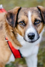 MRSROBINSON, Hund, Mischlingshund in Engelskirchen