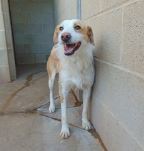 POLO, Hund, Mischlingshund in Spanien - Bild 1