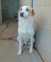 POLO, Hund, Mischlingshund in Spanien - Bild 2