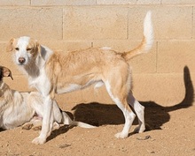 POLO, Hund, Mischlingshund in Spanien - Bild 3