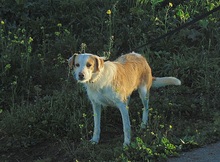 POLO, Hund, Mischlingshund in Spanien - Bild 6