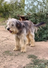 AKIRA, Hund, Mischlingshund in Rumänien - Bild 2