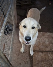 MESTO, Hund, Mastin Español-Mix in Spanien - Bild 1