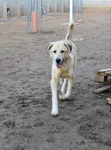 MESTO, Hund, Mastin Español-Mix in Spanien - Bild 2