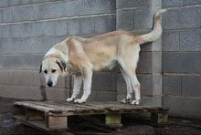 MESTO, Hund, Mastin Español-Mix in Spanien - Bild 3