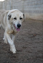 MESTO, Hund, Mastin Español-Mix in Spanien - Bild 4