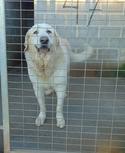 LULO, Hund, Mastin Español-Mix in Spanien - Bild 3