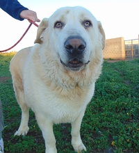 LULO, Hund, Mastin Español-Mix in Spanien - Bild 4