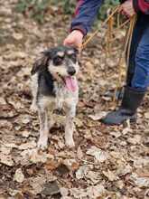 RUDY, Hund, Mischlingshund in Bulgarien - Bild 1