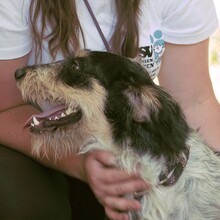 RUDY, Hund, Mischlingshund in Bulgarien - Bild 16