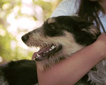 RUDY, Hund, Mischlingshund in Bulgarien - Bild 19