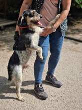 RUDY, Hund, Mischlingshund in Bulgarien - Bild 28