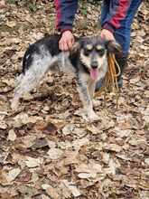 RUDY, Hund, Mischlingshund in Bulgarien - Bild 3