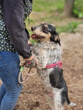 RUDY, Hund, Mischlingshund in Bulgarien - Bild 8