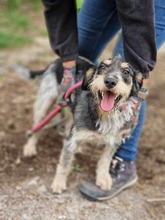 RUDY, Hund, Mischlingshund in Bulgarien - Bild 9